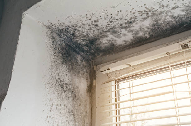 Affordable Black Mold Remediation solutions in Augusta, GA