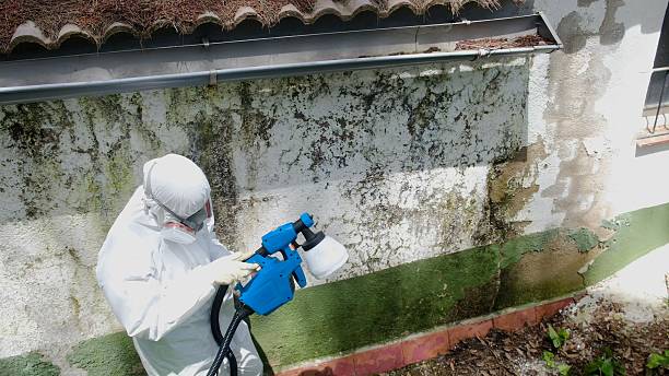 Top rated local Black Mold Remediation specialists in Augusta, GA